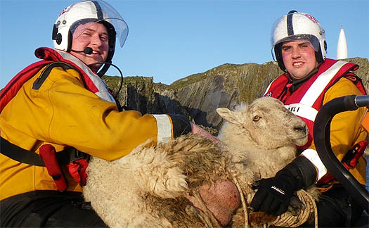 baltimoresheep