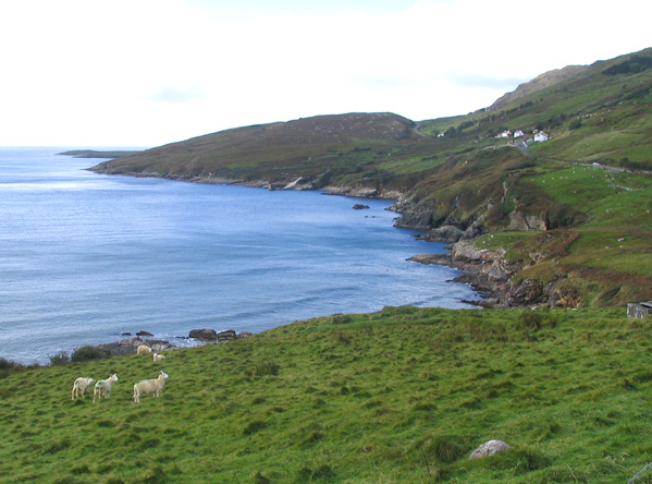 donegal_bay_sheep_1a.jpg