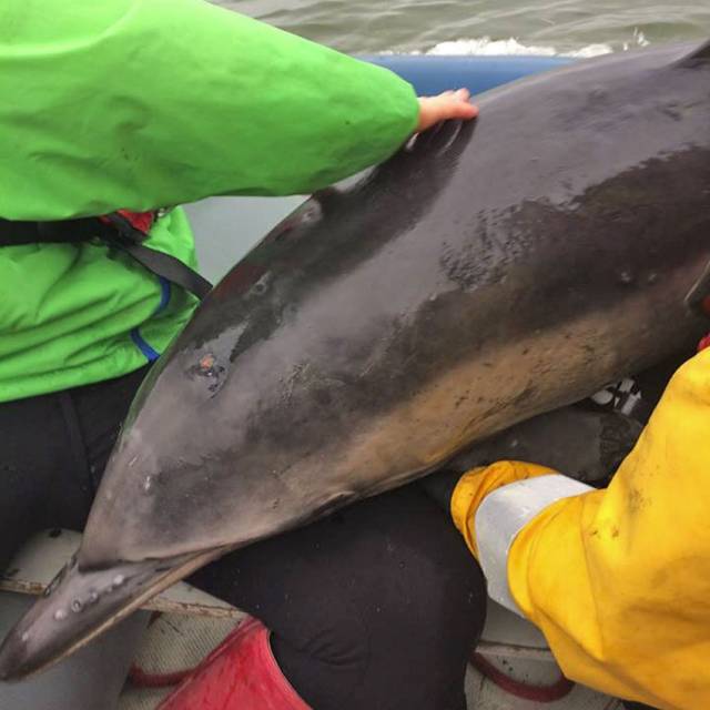One stranded dolphin is lifted to safety on board Tarbert Rowing Club’s inflatable