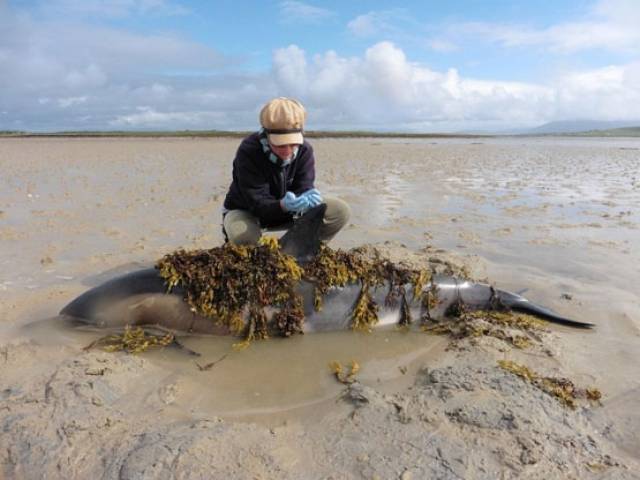 Dr Ophelie Sagnol from the Broadhaven Bay Marine Mammal Monitoring Programme adding seaweed to one of the stranded dolphins to keep its skin cool 