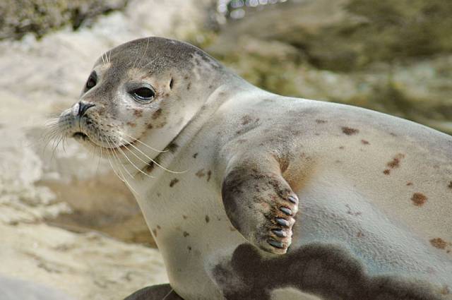 Common seal pups like this one regularly strand on Irish beaches in winter but rarely with severe injuries