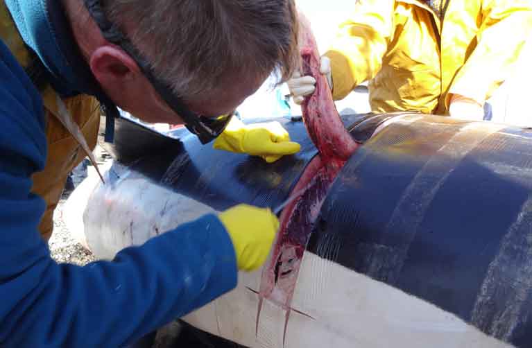 Collecting blubber sample from killer whale for contaminant analysis