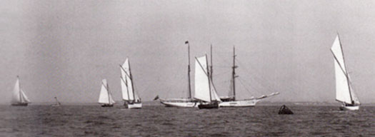 gull10.jpg