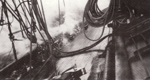 gull11.jpg