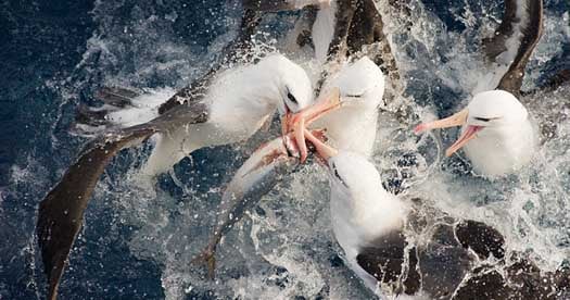 DISCARDS ARE FOOD TO SEABIRDS