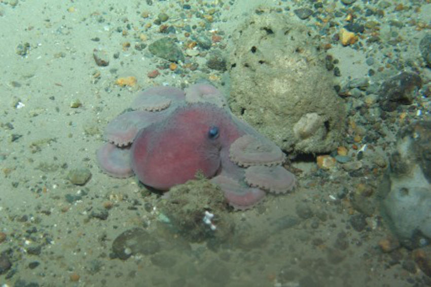 An octopus 1,000 metres below the surface | Photo: Marine Institute