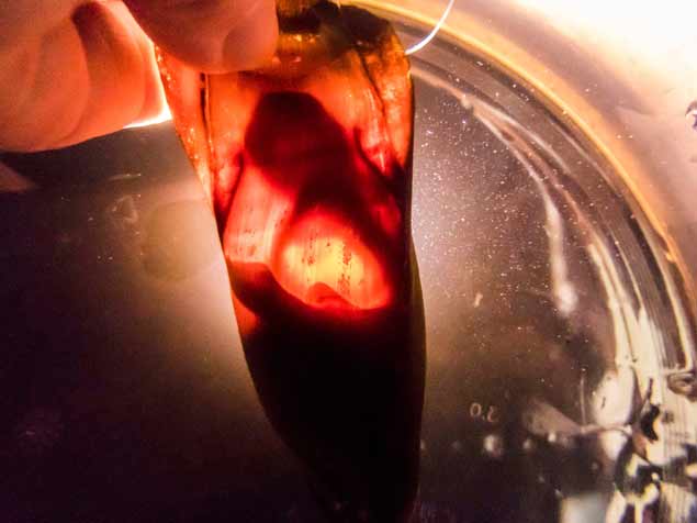 Shark embryo 1