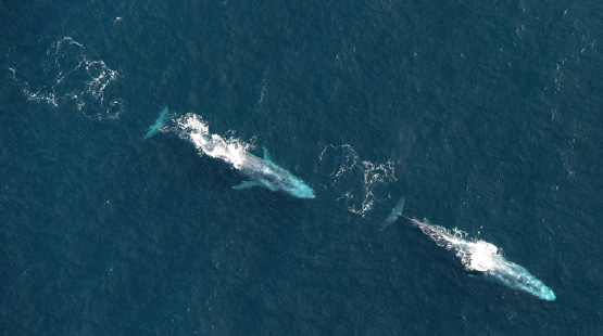 blue whales Porcupine Seabight