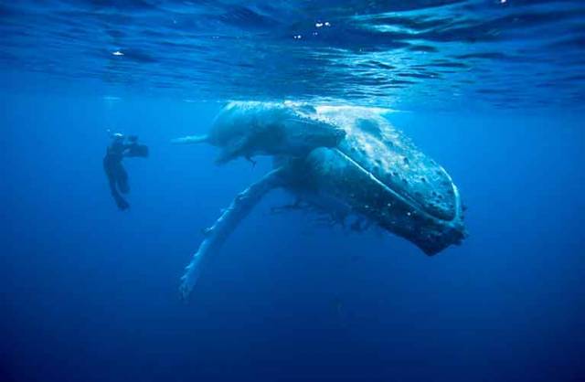 Doug Allan swims beside a Humpback Whale and her calf off the coast of Tonga in the South-Pacific