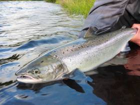 Appeal For Anglers To Become Citizen Scientists As Part Of National Salmon Scale Project