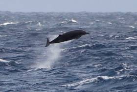 One of the beaked whales spotted breaching by the scientist crew on the RV Celtic Voyager earlier this month