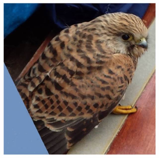 The Kestrel circumnavigated Dalkey Island in Aideen and flew away safely when back ashore in the National Yacht Club