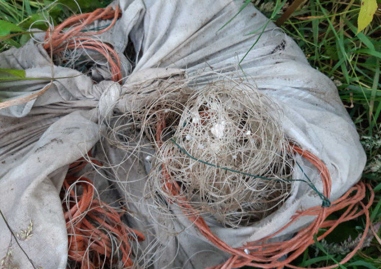Illegal net with fresh salmon scales removed from the River Foyle at Porthall in Co Donegal