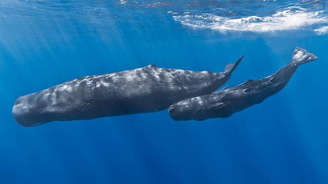 Sperm whales are not commonly found off Ireland’s East Coast