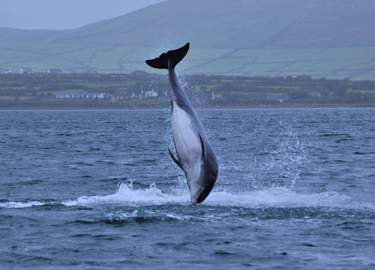 File image of Fungie frolicking near Dingle Harbour