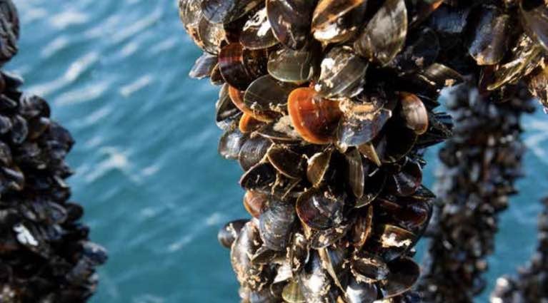 Rope mussel farmers suffered a 34% fall in sales between February and June