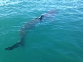 Basking in Cork sunshine - Basking Shark photographed in Cork Harbour