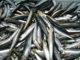The Celtic Sea herring fishery lost its MSC sustainability certification early in 2018.