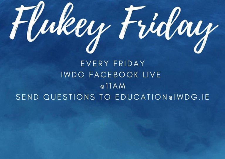 Join Irish Whale &amp; Dolphin Group On Facebook Live For ‘Flukey Friday’