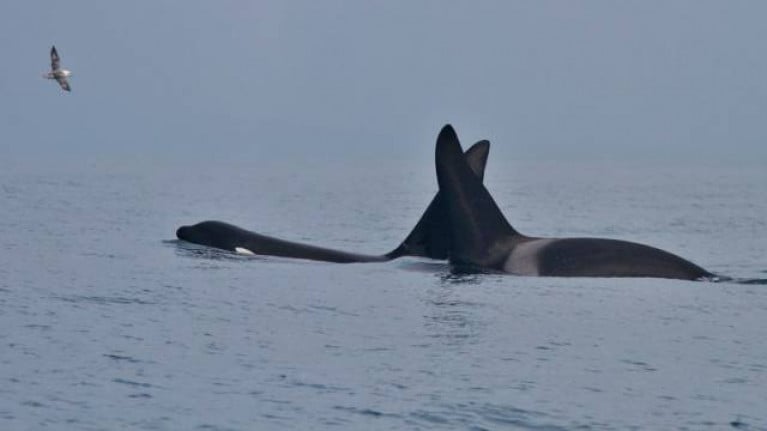 Two killer whales spotted in Dingle Bay in March 2018