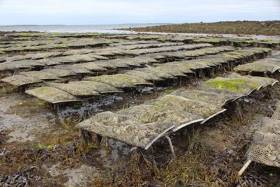Oyster Farming Industry &amp; Researchers Meet To Discuss Latest Knowledge On Oyster Health