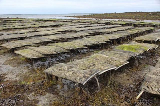 Oyster Farming Industry & Researchers Meet To Discuss Latest Knowledge On Oyster Health