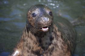 Poison Ivy at the Seal Rescue Ireland sanctuary in Courtown