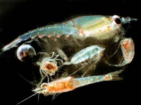 Zooplankton like these were the focus of the Australian study