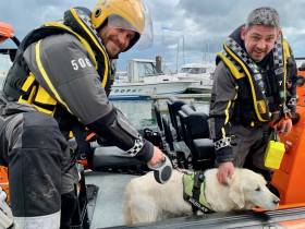 Howth Coast Guard volunteers have Max the dog in safe hands