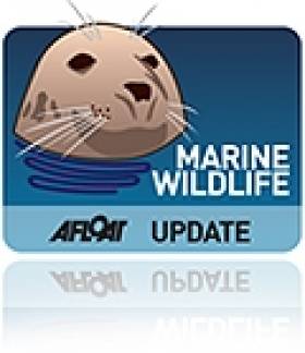 Irish Sea &#039;Teeming&#039; with Dolphins Says Wildlife Charity