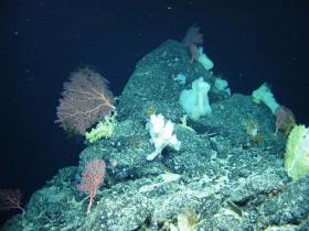 Sponges found on the Charlie-Gibbs Fracture Zone using the ROV Holland I during the recent TOSCA expedition