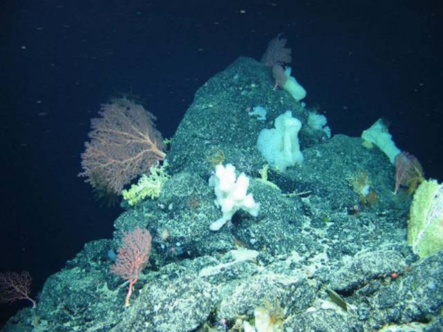 Sponges found on the Charlie-Gibbs Fracture Zone using the ROV Holland I during the recent TOSCA expedition