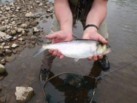 An angler-caught shad, one of the fish species under observation in the new DiadES project