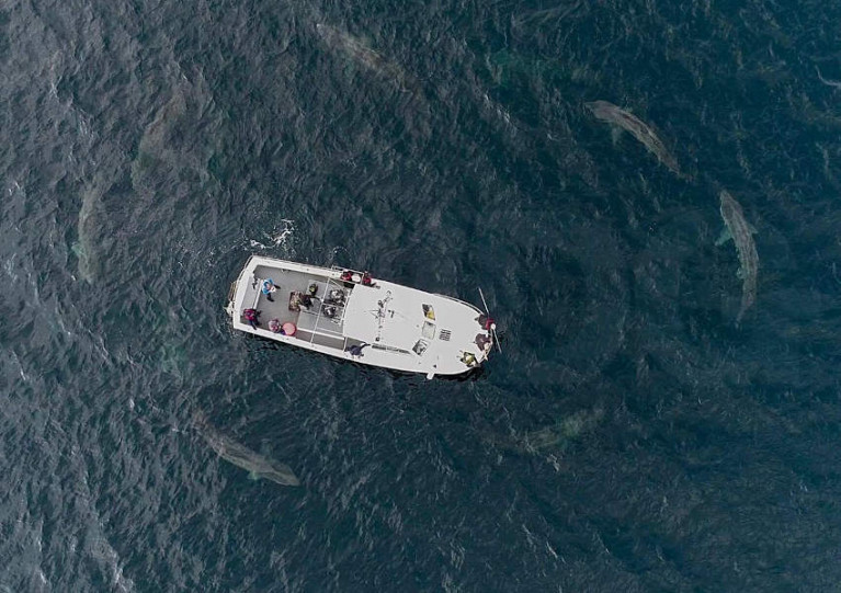 Irish Basking Shark Group drone cameras caught the rarely seen phenomenon off West Clare in mid August
