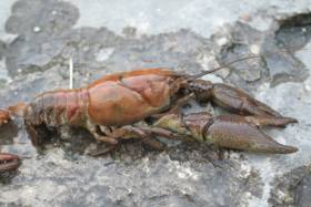 Native white-clawed crayfish like this one have been threatened by outbreaks of crayfish plague