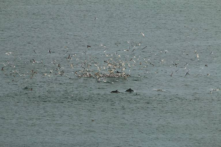 A feeding frenzy of dolphins off Fountainstown, Co Cork