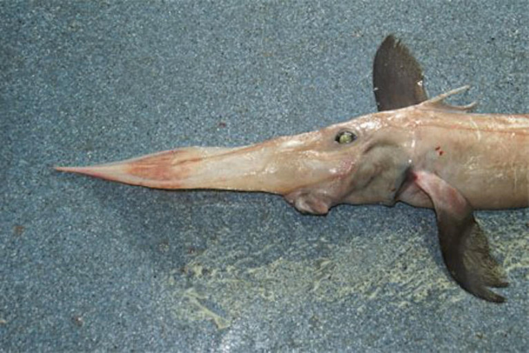 Chimaeras, also known as rabbitfish, are closely related to sharks and skates