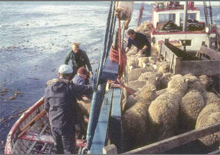Sheep-shape &amp; Bristol fashion, or a time for woolly thinking……? For 64 years from 1926 until around 1990, deck scenes like this were a regular part of the Ilen&#039;s long working life