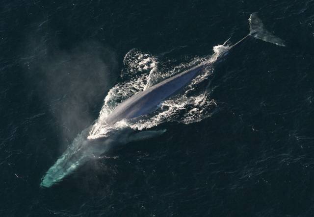 The blue whale is the largest animal known to have ever existed on earth