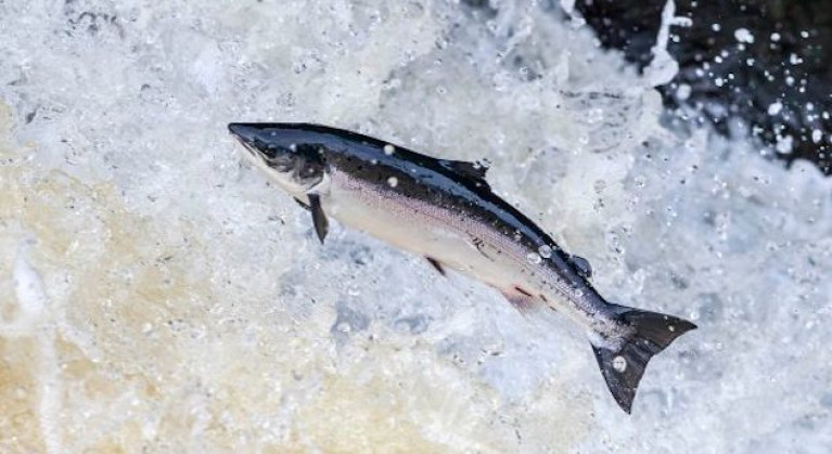 The culturally iconic leaping Atlantic salmon