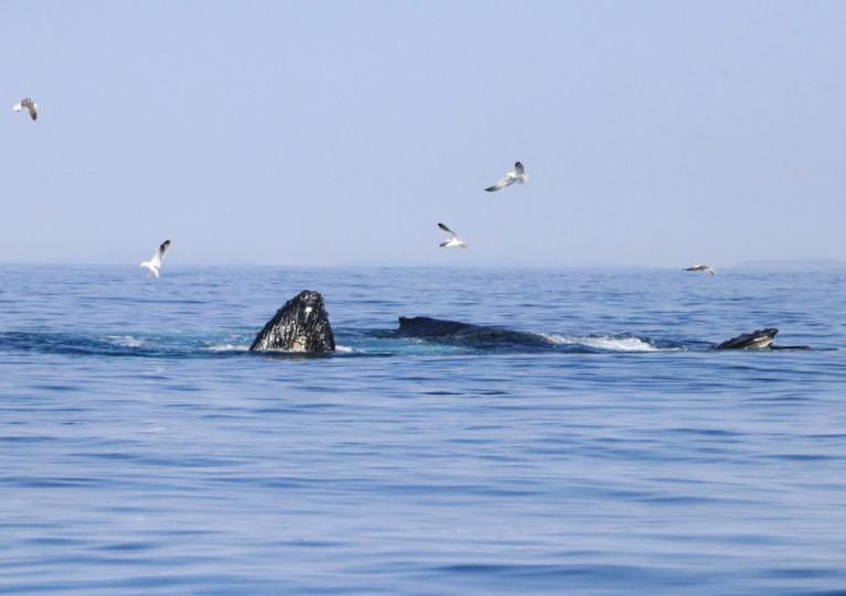 Humpback whales at the Deep Hole off West Cork in June 2020
