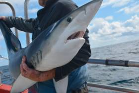 ‘Ballycotton Big Fish’ Hopes To Lure Top Sea Anglers For Four-Day Shark Festival