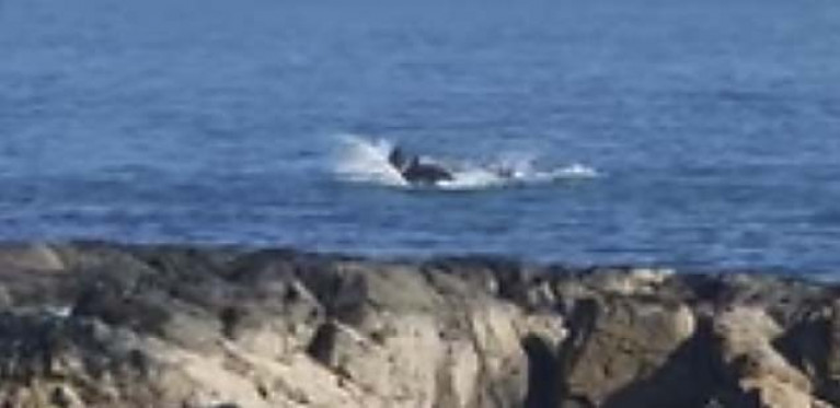 A screengrab of the dolphins on Belfast Lough. see vid below