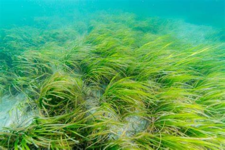 According to CoastWatch, Seagrass is on the decline in many protected areas around the Irish coast. More needs to be done to halt further losses, properly protect inshore ecosystems and find areas to restore carbon and biodiversity-rich seagrass beds