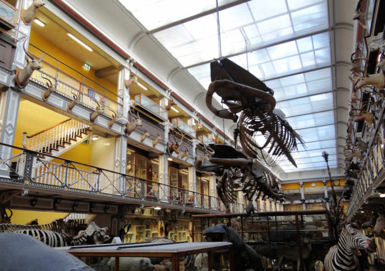 The large whale skeletons suspended from the roof of the National Museum of Ireland - Natural History