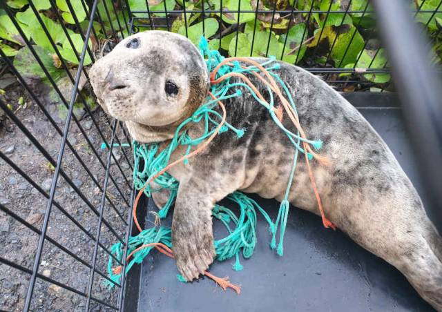Seal pup Pine was found in Portally Cove on Wednesday