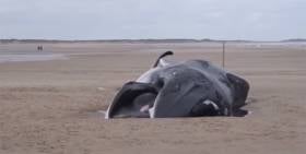 Mystery Of Fin Whale Beaching On UK’s North Sea Coast