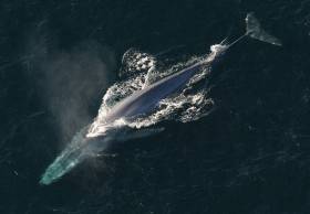 Blue whales like this one will be among the subjects in the upcoming RTÉ series Ireland’s Deep Atlantic