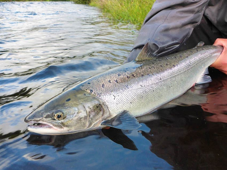 82 Rivers To Open For Salmon Angling This Wednesday