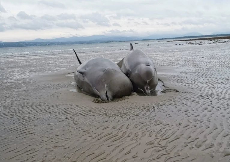 Two of the bottlenose whales that died in the mass stranding on Rossnowlagh Beach earlier this month